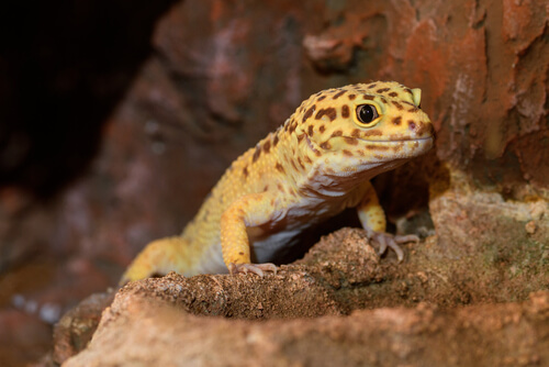 Gecko léopard.