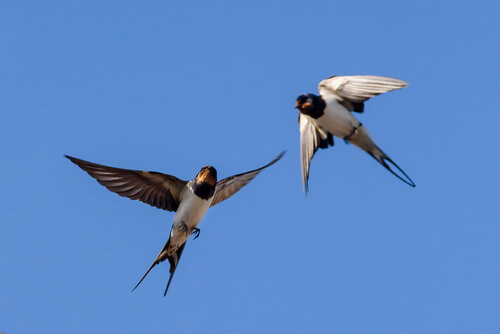 Two swallows.