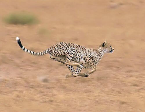 5 de los animales más veloces del planeta