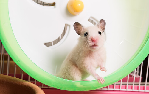 7 especies de roedores que pueden ser mascotas
