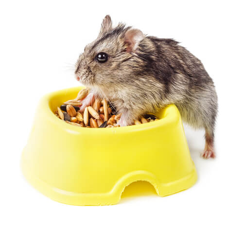 Hamsteri syö terveellistä ruokaa.
