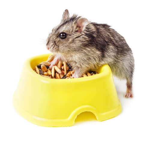 Wie Hamster mit Menschen kommunizieren