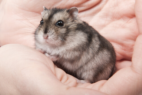 Eksempel på, hvordan hamstere kommunikerer med kropssprog
