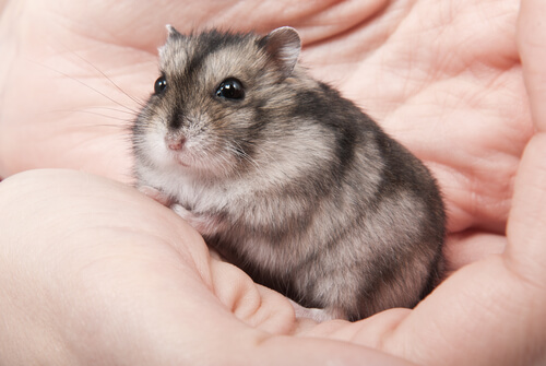 A hamster.