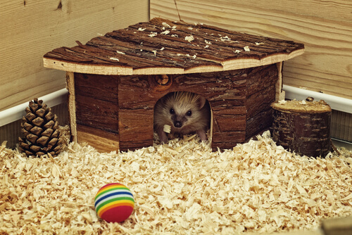 Hamster russo: higiene