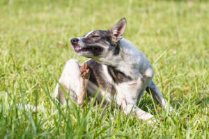 ¿Se puede hidratar la piel de tu perro?