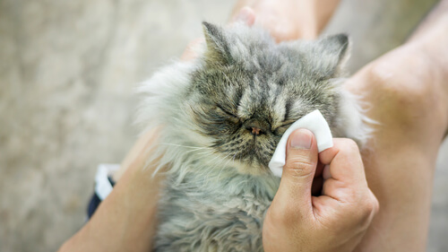 Higiene de los ojos del gato