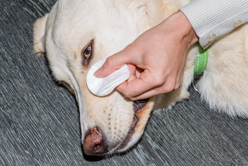 Higiene de ojos en perro