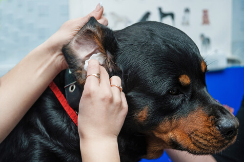 Higiene de las orejas de perros