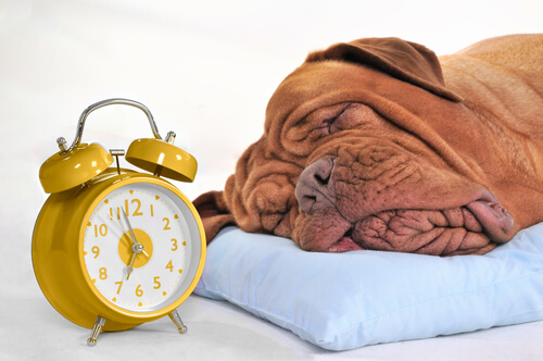 Horas de sueño de un perro