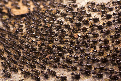 ¿Conoces a las hormigas guerreras?