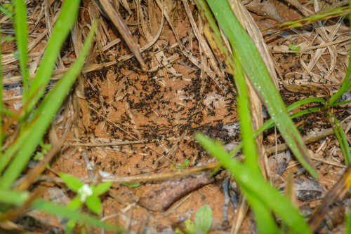 Hormigas legionarias