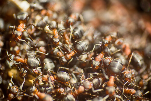 Hormigas: marabunta