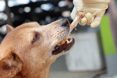 Huesos de pollo para perros