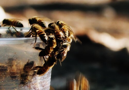 las abejas y su miel