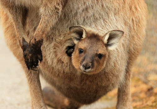 Instinto maternal del canguro