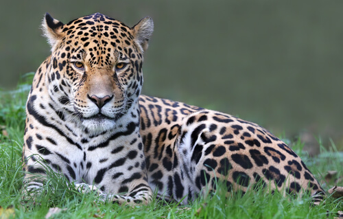 Jaguar: características