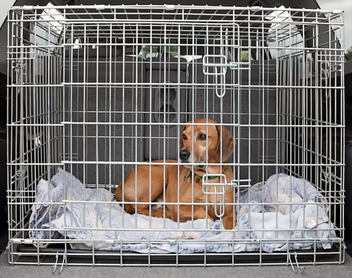 Jaulas de criaderos de perros