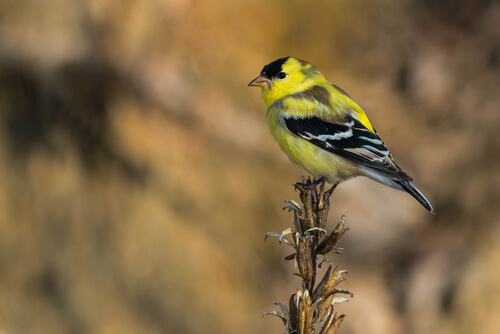 Jilguero americano o Carduelis tristis