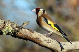 5 aves con cantos más bonitos