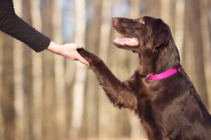 Cómo entrenar la inteligencia de tu perro