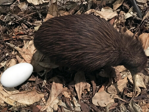 Kiwi: pájaro