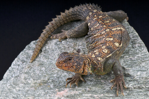 Lagarto de cola espinosa