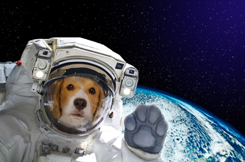 Laika, la perra que fue al espacio