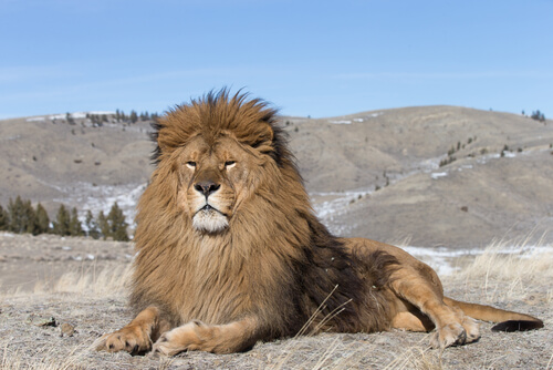 Der König der Löwen: Inspirationen hinter den Kulissen