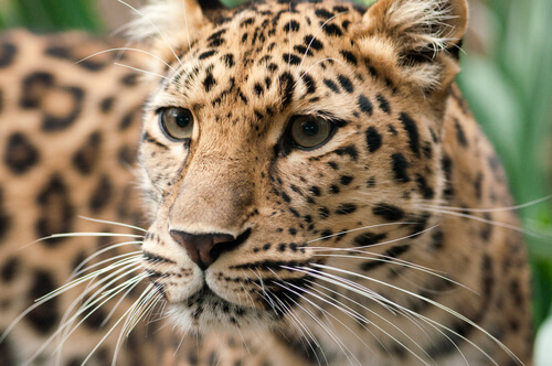 Leopardo de Amur en peligro de extinción