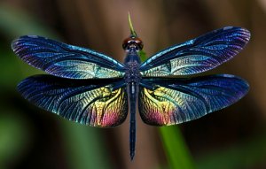 Las libélulas, todo sobre este gran insecto alado