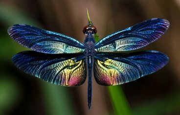 Las libélulas, todo sobre este gran insecto alado
