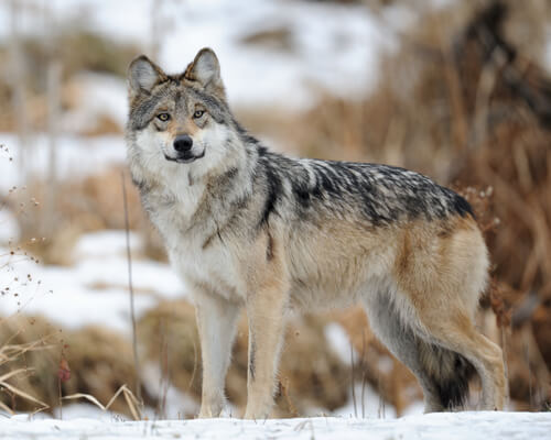 Loup gris mexicain en voie de disparition