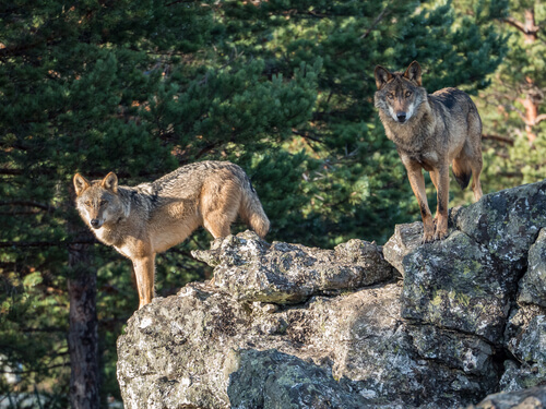 Lobo ibérico: costumbres