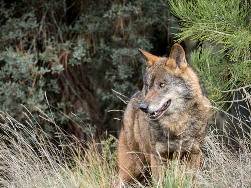Lobo ibérico: hábitat