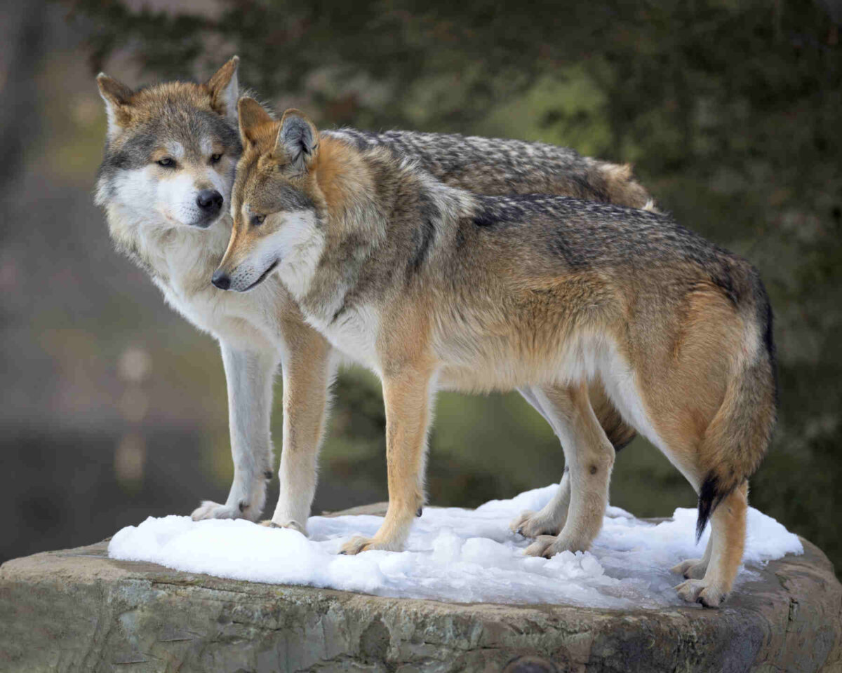 Un par de lobos grises mexicanos