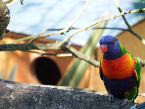 Loris arcoiris: características