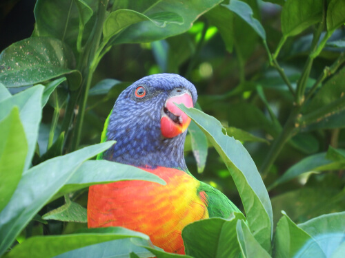 Lori arcoíris: el pájaro que parece de juguete Lori arcoíris: el pájaro que parece de juguete