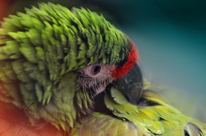 Las plumas, indicativas de enfermedades