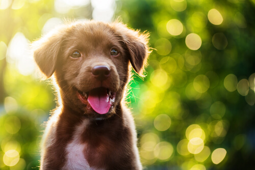 Los perros de raza son más delicados