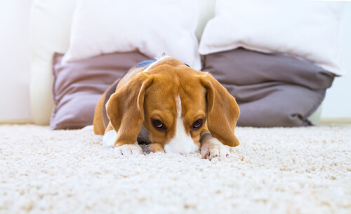 Los perros necesitan espacio