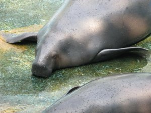 Descubre estas 5 especies del río Amazonas