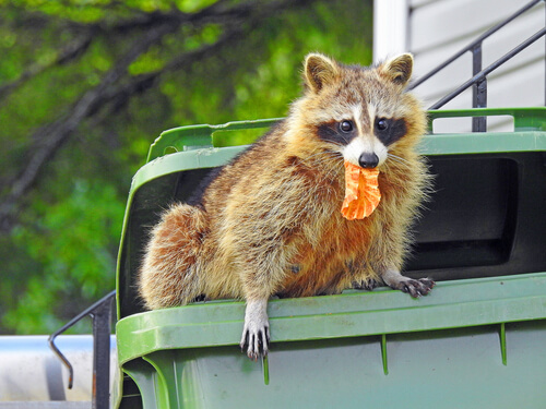 A raccoon as a pet.