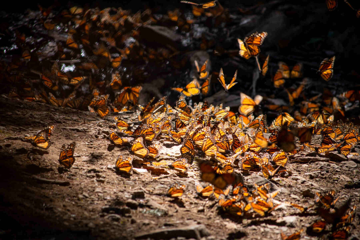 Mariposas monarca aglomeradas en proceso de migración