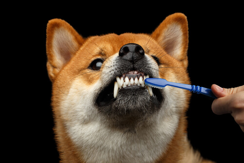 ¿Y si mi perro no se deja lavar los dientes?