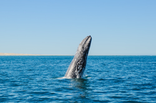 Migración de la ballena gris de México