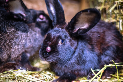 competitividad entre especies: mixomatosis