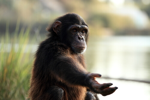 Monos: lenguaje de signos