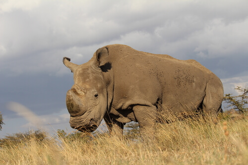 Muere el último rinoceronte blanco del norte macho