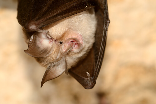 Murciélago orejudo canario